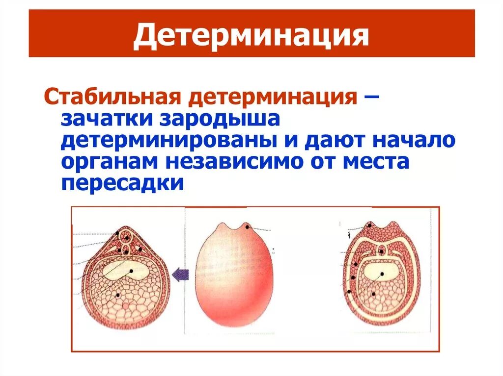 Детерминация. Детерминация частей развивающегося зародыша. Детерминация эмбриогенез. Детерминация клеток