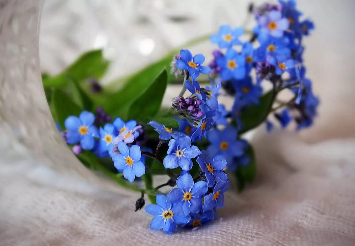 фиалка незабудка. букет незабудок. незабудка срезка. незабудки полимерная глина букеты. букет из незабудок.