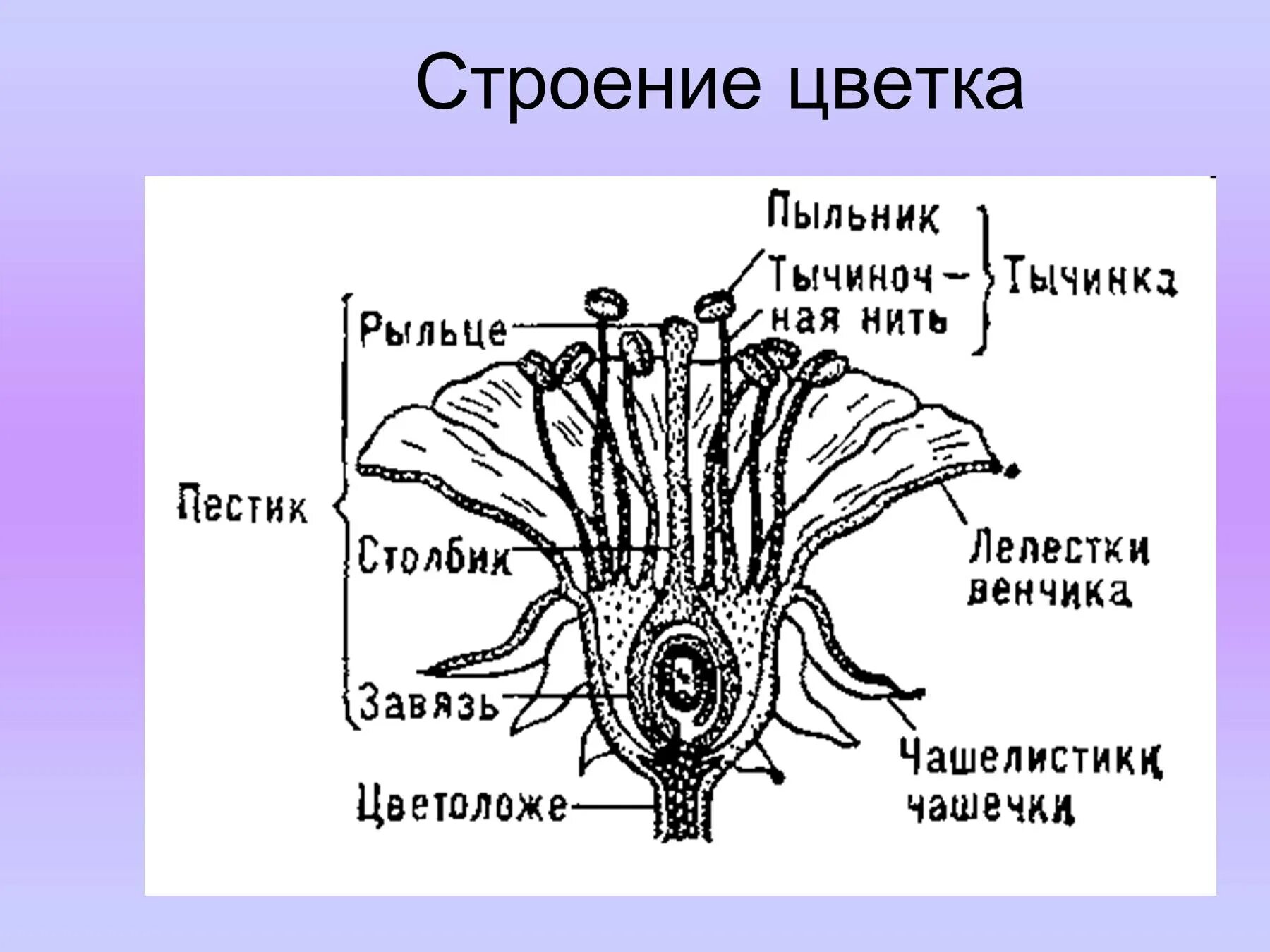 Поперечный срез завязи пестика лилии под микроскопом. Строение цветка. Схема строения цветка. Петуния строение цветка. Строение цветка биология.