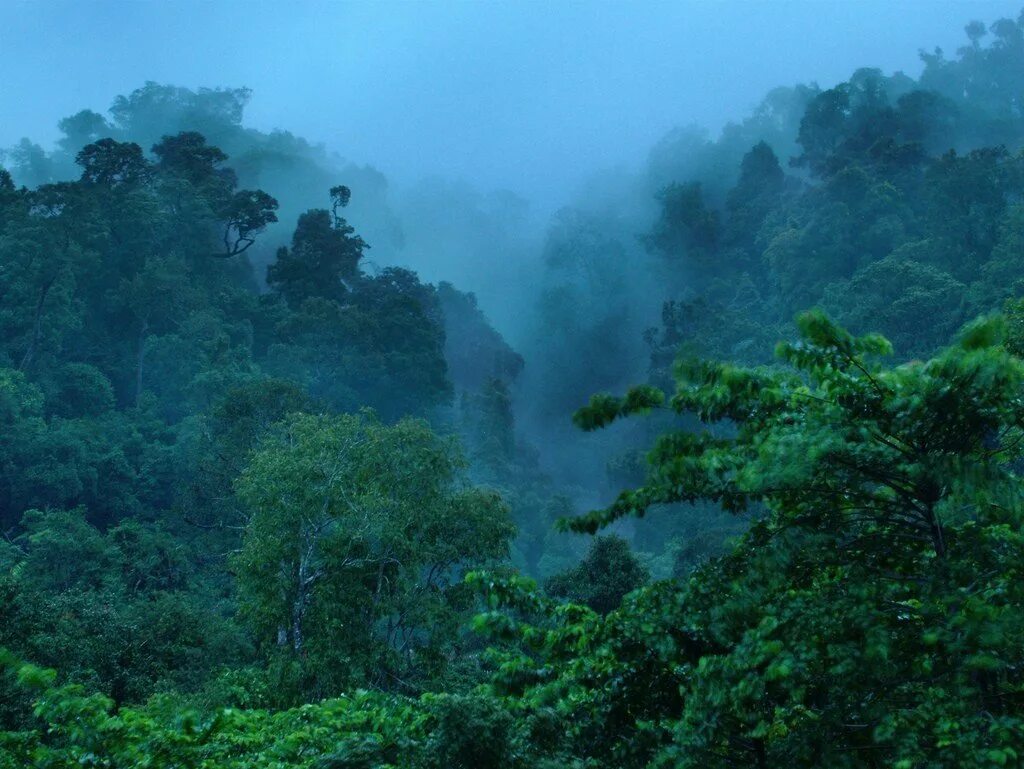 Amazon borneo congo. Остров Лангкави джунгли. Калимантан Малайзия тропические леса. Тропические леса Юго Восточной Азии остров. Субтропические леса Юго-Восточной Азии.