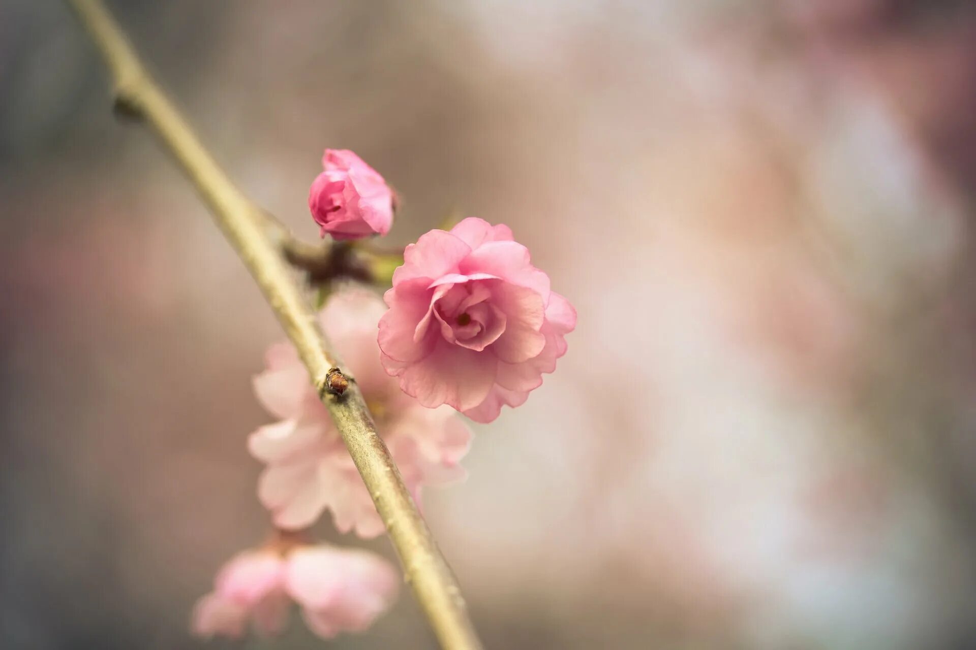 Цветы Сакуры. Нежные весенние цветы. Розовые цветы на ветке. Бутон сакуры