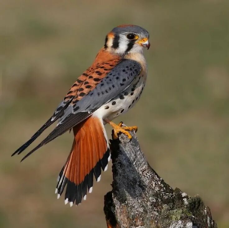 Flower Garden Pet birds, I like birds, Beautiful birds