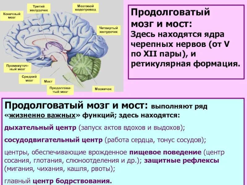 Ядра черепных нервов продолговатого мозга. Ядра продолговатого мозга. В продолговатом мозге расположены ядра. Конечный мозг. Ядра и пути продолговатого мозга.