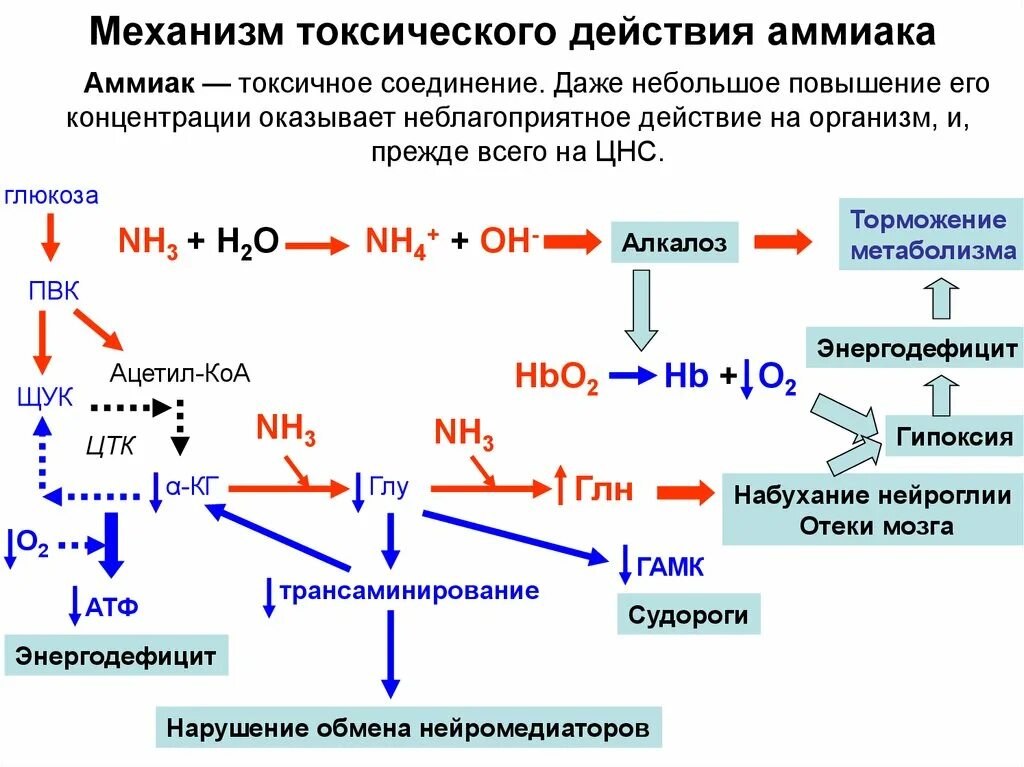 Распад химических соединений. Механизм токсического действия аммиака. Механизмы токсического действия аммиака биохимия. Механизмы токсичности аммиака. Механизм токсического действия аммиака на организм человека.