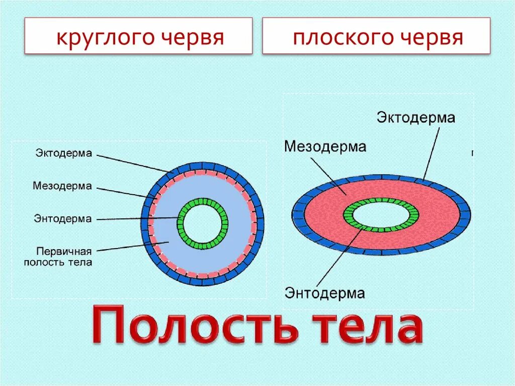 У круглых червей отсутствует