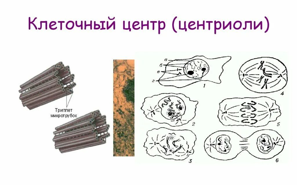 Клетка клеточный центр рисунок. Клеточный центрентриоли. Органоиды клетки центриоли. Центриоли клеточного центра.