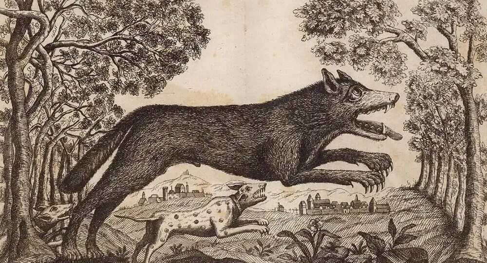 Волк ликаон. Царь ликаон. Canis lycaon. Волк ликаон. Царь аркадии ликаон.