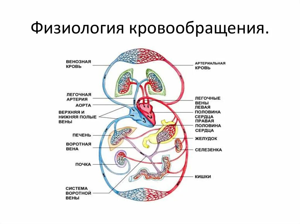 Физиология человека круги кровообращения схема. Большой и малый круг кровообращения физиология. Строение и функции большого круга кровообращения. Структура кругов кровообращения физиология. Основные функции кровообращения