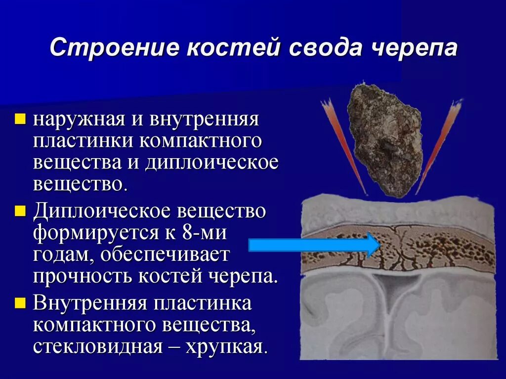 Анатомия костей свода черепа. Строение периоста гистология. Вставочные пластинки. Наружные генеральные пластинки. Основные признаки строения костей свода черепа.