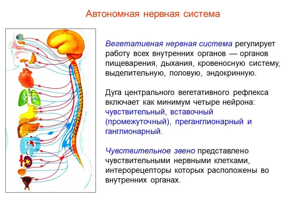 Вегетативный отдел нервной системы регулирует. Автономная (вегетативная) нервная система регулирует деятельность. Вегетативная автономная нервная система. Автономная нервная система регулирует.