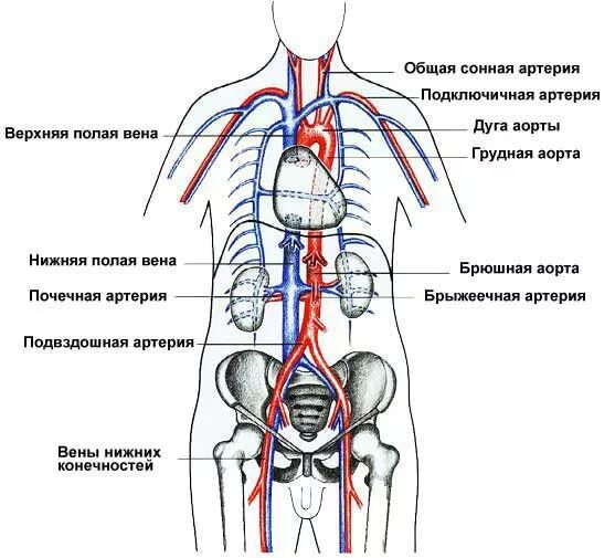 Кровеносные сосуды человека схема расположения у мужчин Файл:Brockhaus and Efron Encyclopedic Dictionary b32  Википедия