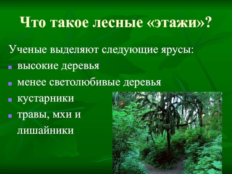 Экологическое определение этажей леса. Экосистема леса презентация. экосистема леса для дошкольников. лесные этажи. лесная экосистема презентация.
