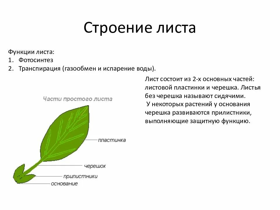 Лист строение и функции листа. Функции листа 6 класс кратко. Функции черешка листа. Строение и функции листа фотосинтез.