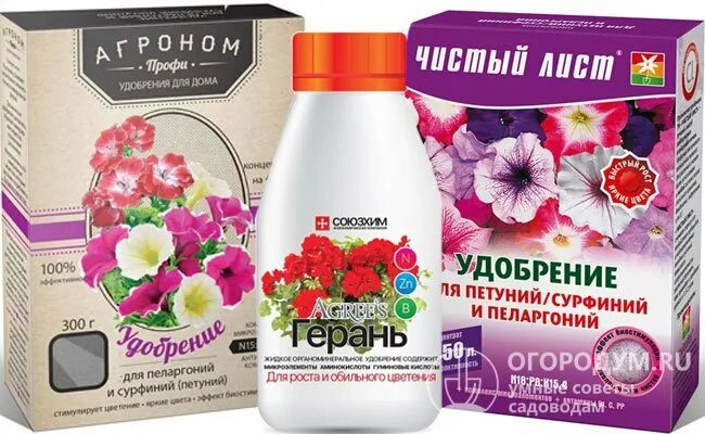 Чем подкормить пеларгонию для пышного цветения. Удобрение для герани. удобрение для герани для обильного цветения в домашних. удобрение для пеларгонии для цветения. универсальное удобрение для герани.