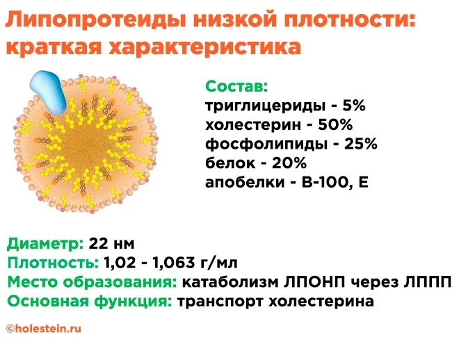 Строение липопротеидов биохимия. Строение ЛПНП биохимия. ЛПНП химический состав. Липопротеины высокой плотности ЛПВП строение.