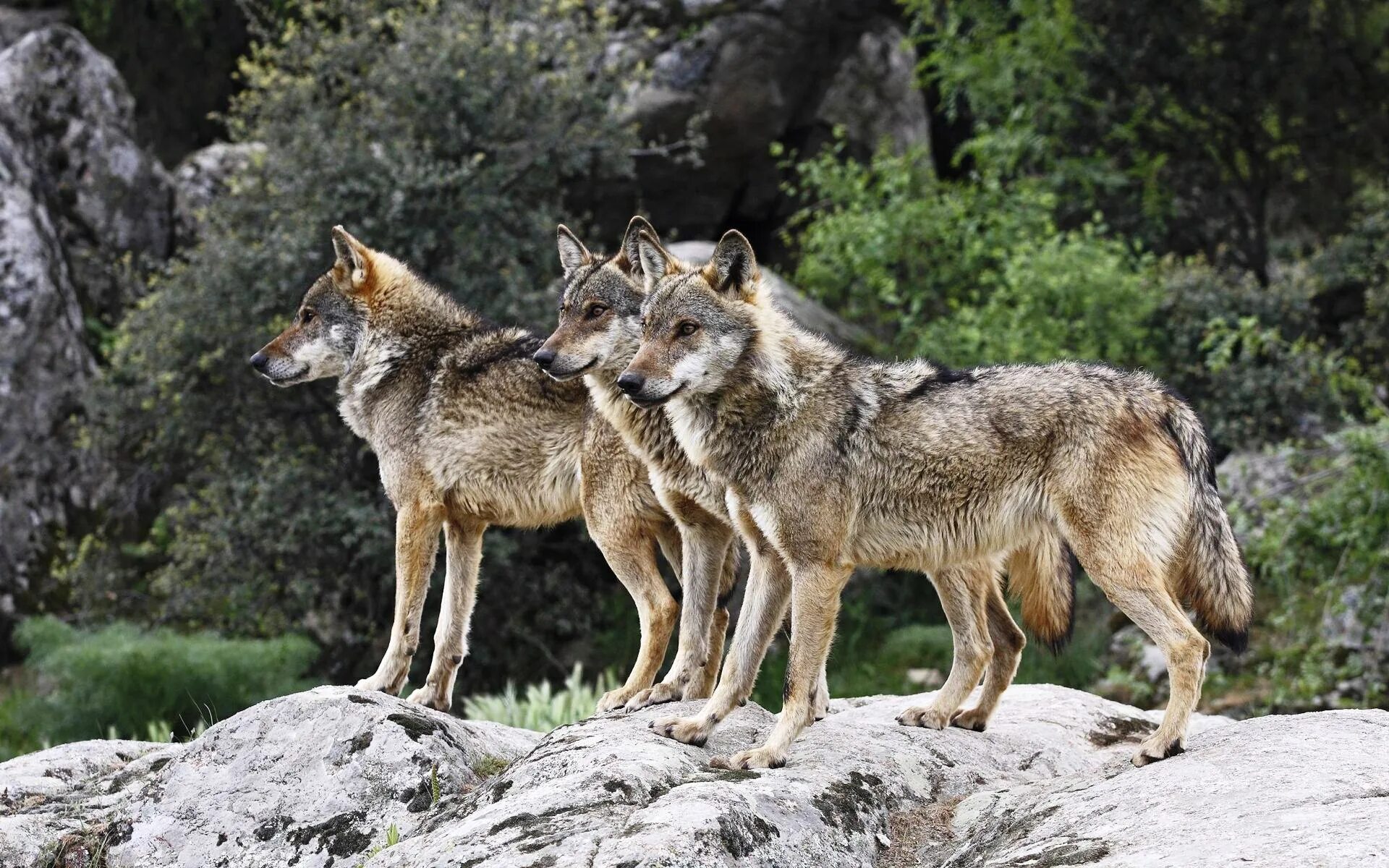 Дикий зверь 8. Иберийские волки в Испании. Canis Lupus signatus. Европейский волк. Серый Европейский волк.