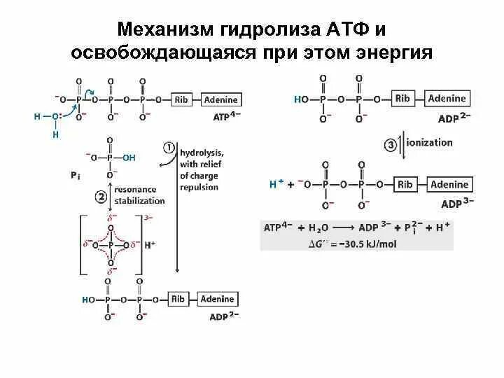 Освобождение энергии атф. Реакция гидролиза АТФ формула. Гидролиз АТФ реакция. Приведите схему ферментативного гидролиза АТФ.. Уравнение реакции гидролиза АТФ.