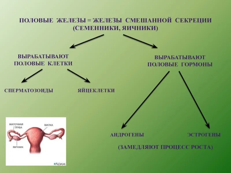 Мужскими половыми клетками являются. Половые железы строение функции гормоны. Половые железы смешанной секреции. Железы смешанной секреции это половые железы и. Яичники железы смешанной секреции.