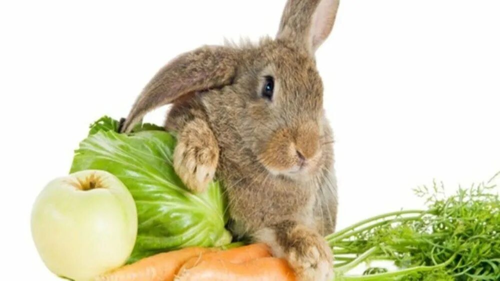 Пища зайца. Что едят кролики. Пища зайца. Пища зайца. Кролик кушает.