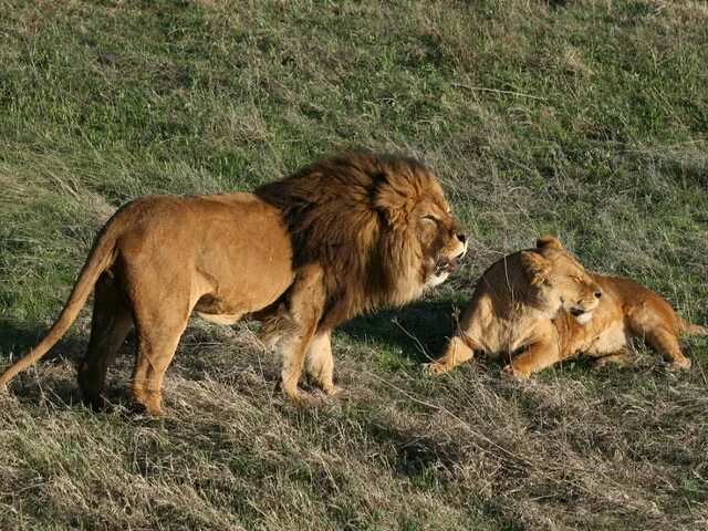 Виктор агафонов парк львов. Парк тайган маня и степа. Парк тайган маня и степа. Парк тайган крым площадь. Татьяна зубкова тайган.