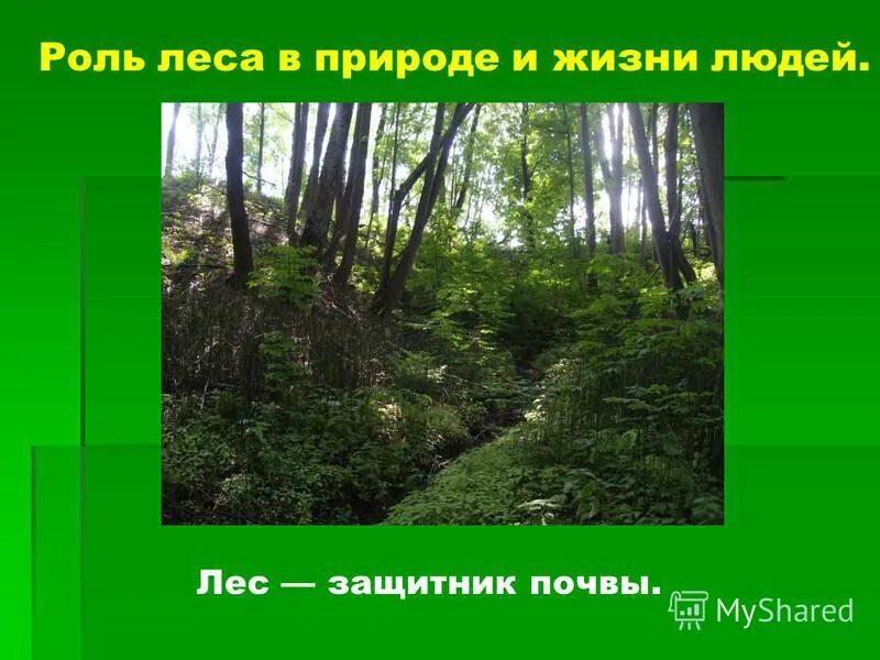 роль леса в жизни людей схема