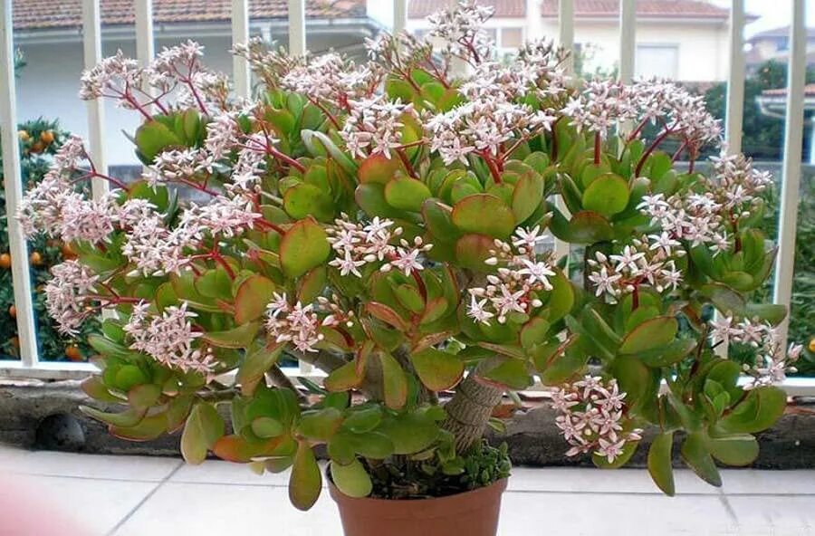 Толстянка денежное дерево цветение. Толстянка денежное дерево. Крассула цветет. Крассула (денежное дерево). Толстянка цветение.