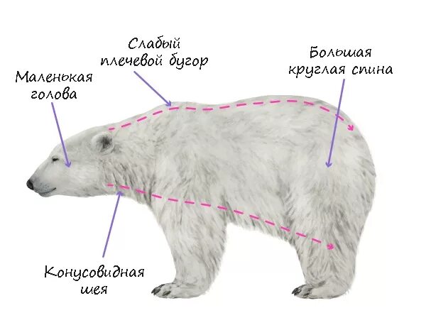 Особенности внутреннего строения медведя. Внешнее строение белого медведя. Бурый медведь строение тела. Внешнее строение бурого медведя. Бурый медведь внутреннее и внешнее строение.