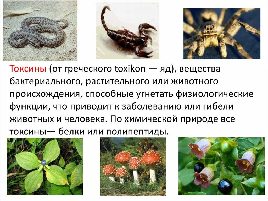 Содержится в животных растениях и