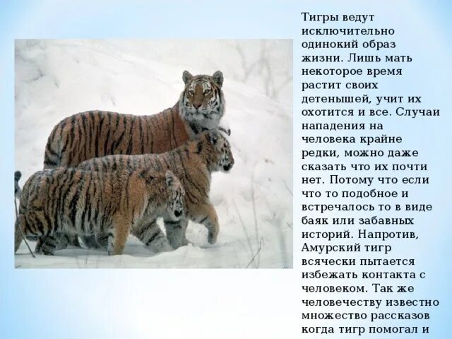 Как можно назвать проект про амурского тигра Картинки АМУРСКИЙ ТИГР ПРЕЗЕНТАЦИЯ