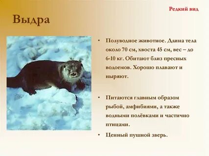 Животные из красной книги удмуртии