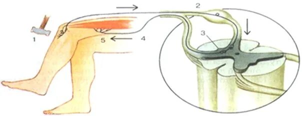 Рефлекторная дуга коленного рефлекса. Коленный рефлекс рефлекторная дуга с подписями. Схема рефлекторной дуги коленного рефлекса. Коленный рефлекс анатомия.