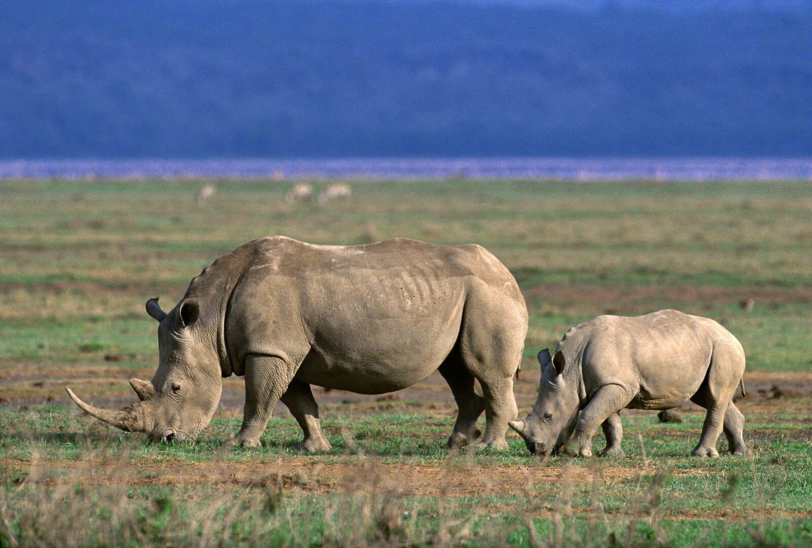 Wildlife holidays. Серенгети Танзания заповедник. Носорог Нгоронгоро Крюгер Серенгети. Национальный парк Серенгети носороги. Фауна Танзании носороги.