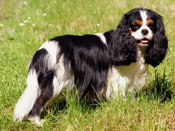 Кинг чарльз спаниель трехцветный. Кавалеркие чарльз спаниель триколор. Кавалер спаниель триколор. Кинг чарльз спаниель триколор. Кавалер спаниель триколор.