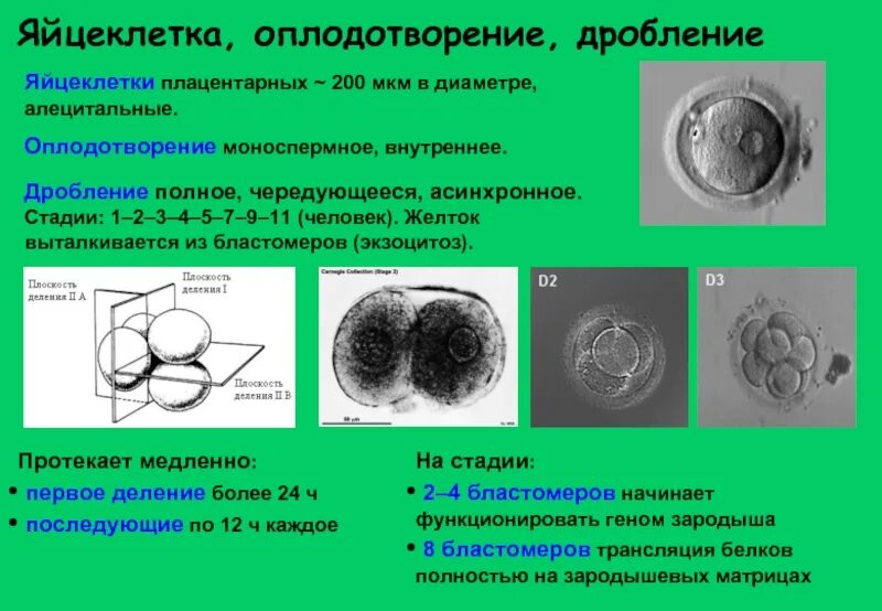 Размер яйцеклетки рыбы. Этапы дробления яйцеклетки. Дробление яйцеклетки млекопитающих. Стадии дробления у человека. Дробление стадия 2 бластомеров.