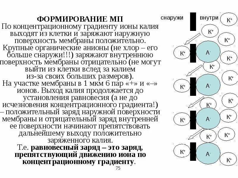 Электрохимический градиент. Электрохимический градиент мембраны. Поверхностный заряд на клеточной мембране. Значение градиентов концентрации различных ионов. Электрохимический градиент мембраны.