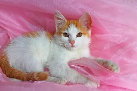 Имена рыже белых кошек