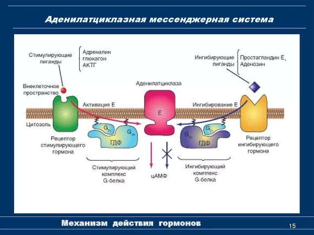 Схема действия гормонов через аденилатциклазную систему. Механизм действия гормона аденилатциклазной системы. Аденилатциклазный механизм передачи гормонального сигнала. Аденилатциклазный механизм действия гормонов. Сигнала фермент