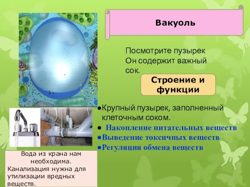 Вакуоли растительных клеток строение. Вакуоль функции кратко. Вакуоль функции 5 класс. Функции вакуоли 10 класс.