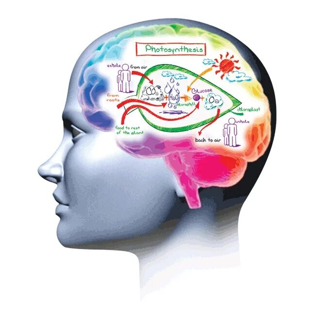 Brain карта. Ментальная карта мозга. Ментальная карта мозг человека. Интеллектуальная карта головной мозг. Умные карты для мозга.