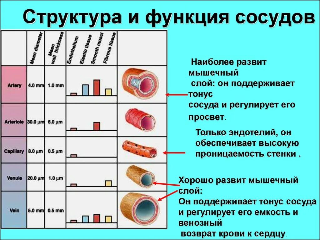 Мышечный слой артерий и вен. Классификация кровеносных сосудов, их строение и функции. Строение стенки капилляра классификация. Классификация сосудов таблица. Строение стенки капилляра физиология.