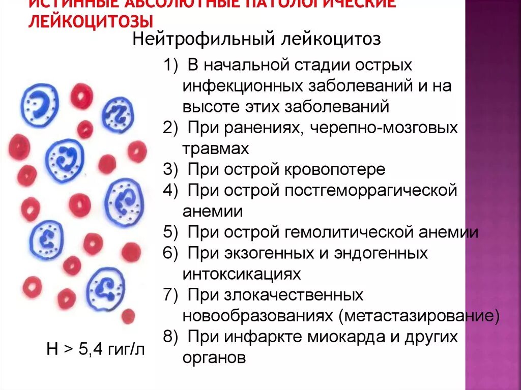 При острых инфекционных заболеваниях число лейкоцитов в крови. Нейтрофильный лейкоцитоз. Нейтрофильный лейкоцитоз у детей. Истинный нейтрофильный лейкоцитоз. Лейкоцитоз нейтрофилы