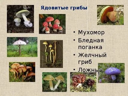 Пишется гриб или гриб