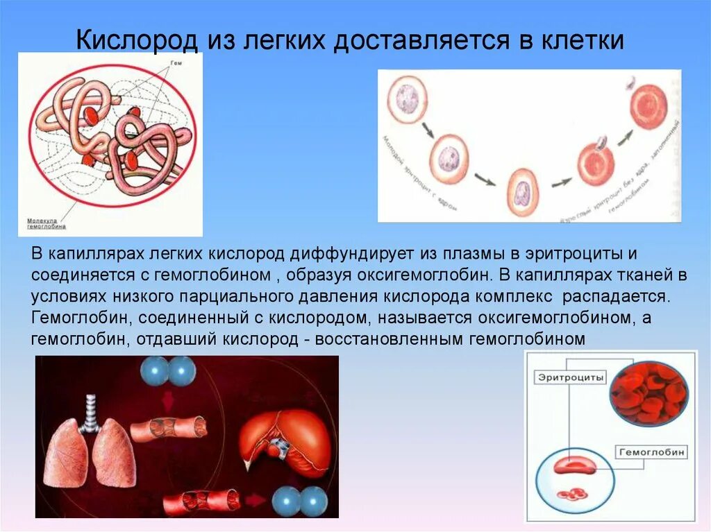 Процесс обогащения крови кислородом. Насыщение клеток кислородом. Транспорт кислорода к тканям. Движение кислорода в организме. Соединение кислорода в крови