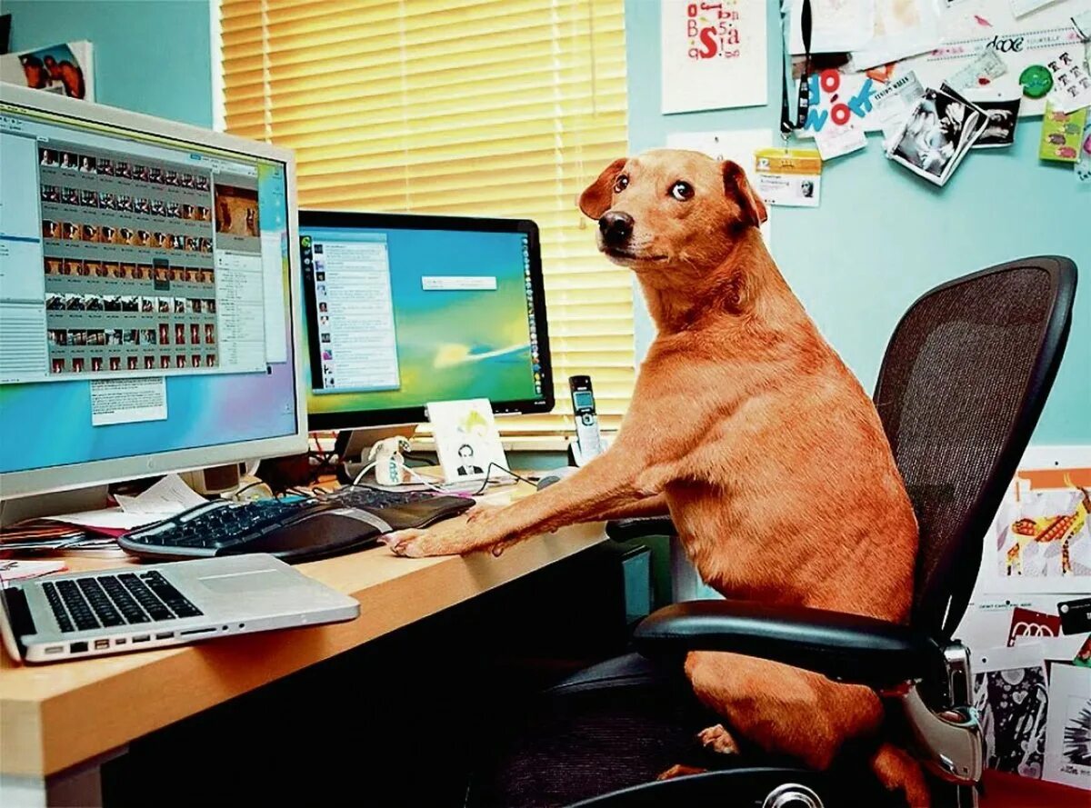 Тоже компьютер. Собака программист. Пес за компьютером. В интернете никто не знает что ты собака. Собака сидит за компьютером.