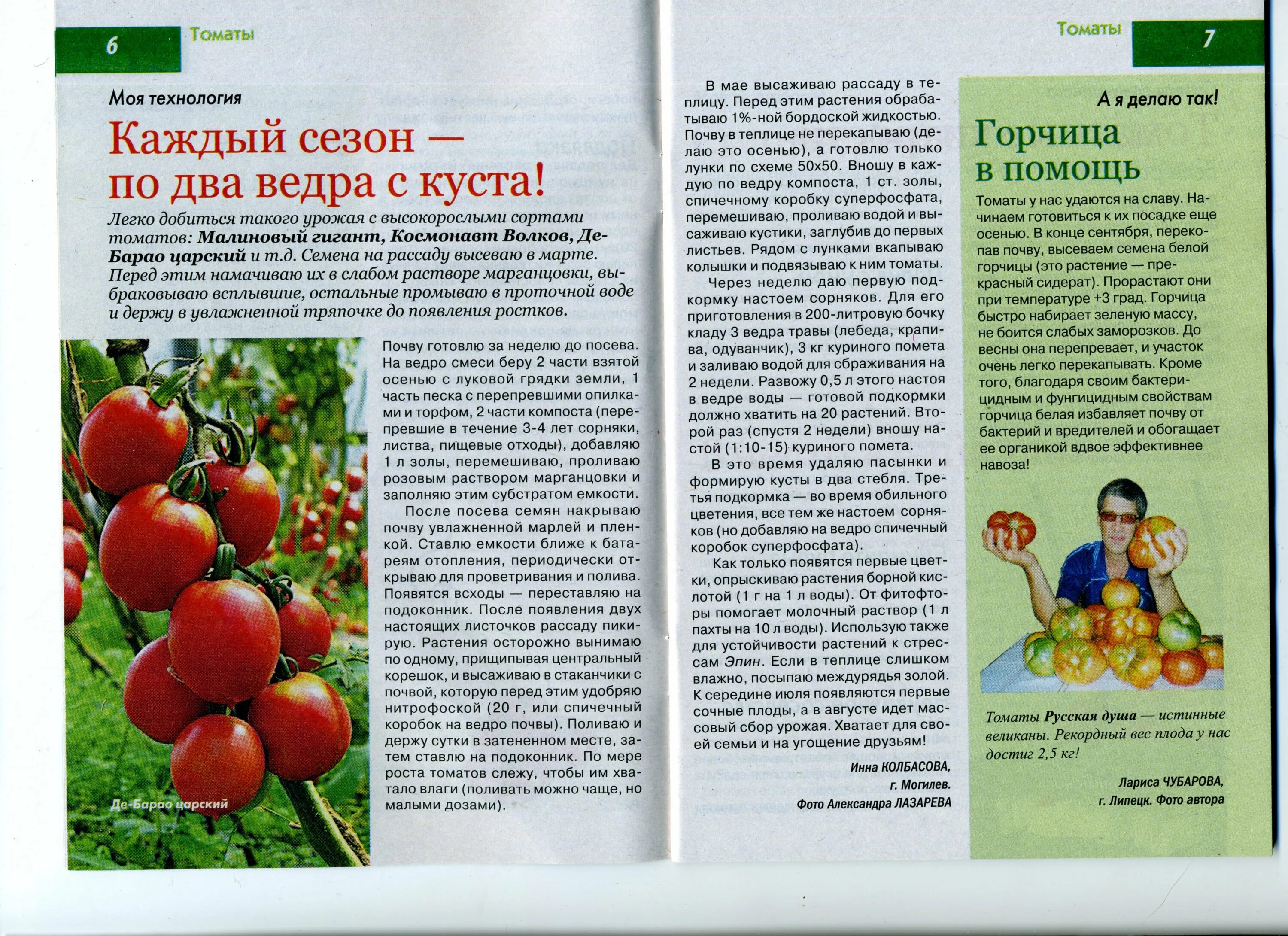 Томат подснежник характеристика. Сорт томата майская роза. сорт помидор дикая роза. томат дикая роза описание. крымская роза томат описание.