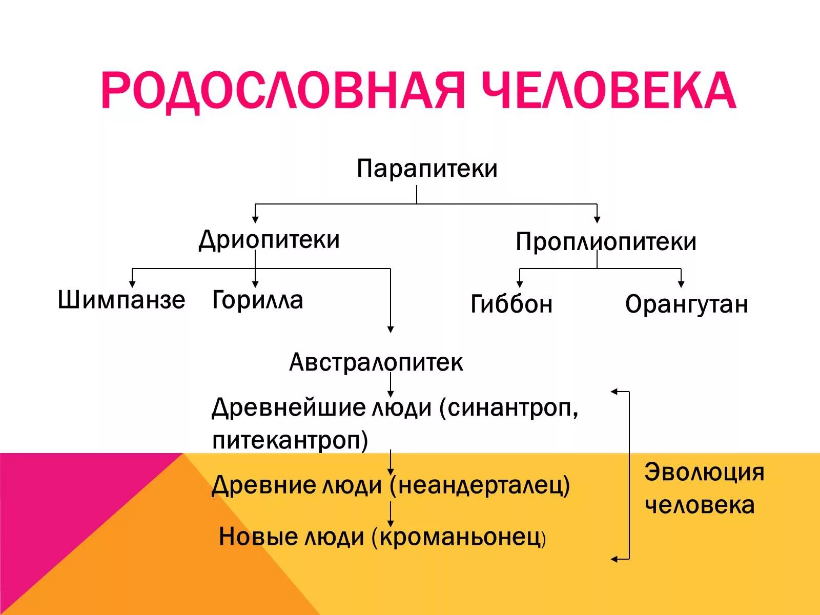 Родословная биология 11 класс. Родословная человека дриопитеки. Парапитеки дриопитеки Проплиопитеки. Родословная человека парапитеки. Родословная человека по биологии.