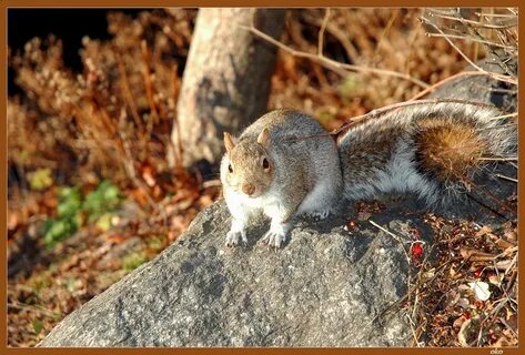 Squirrel world