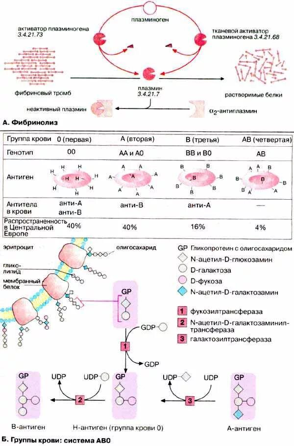 Тканевые антигены. Антигенная структура групп крови схема. Биохимическая структура антигенов групп крови. Антитела плазмы 1 группы крови. Группы крови антигены и антитела.