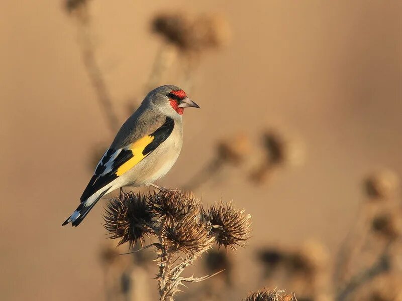 Щегол т. Седоголовый щегол. carduelis caniceps седоголовый щегол. белоголовый щегол. седоголовый щегол в хорошем качестве.