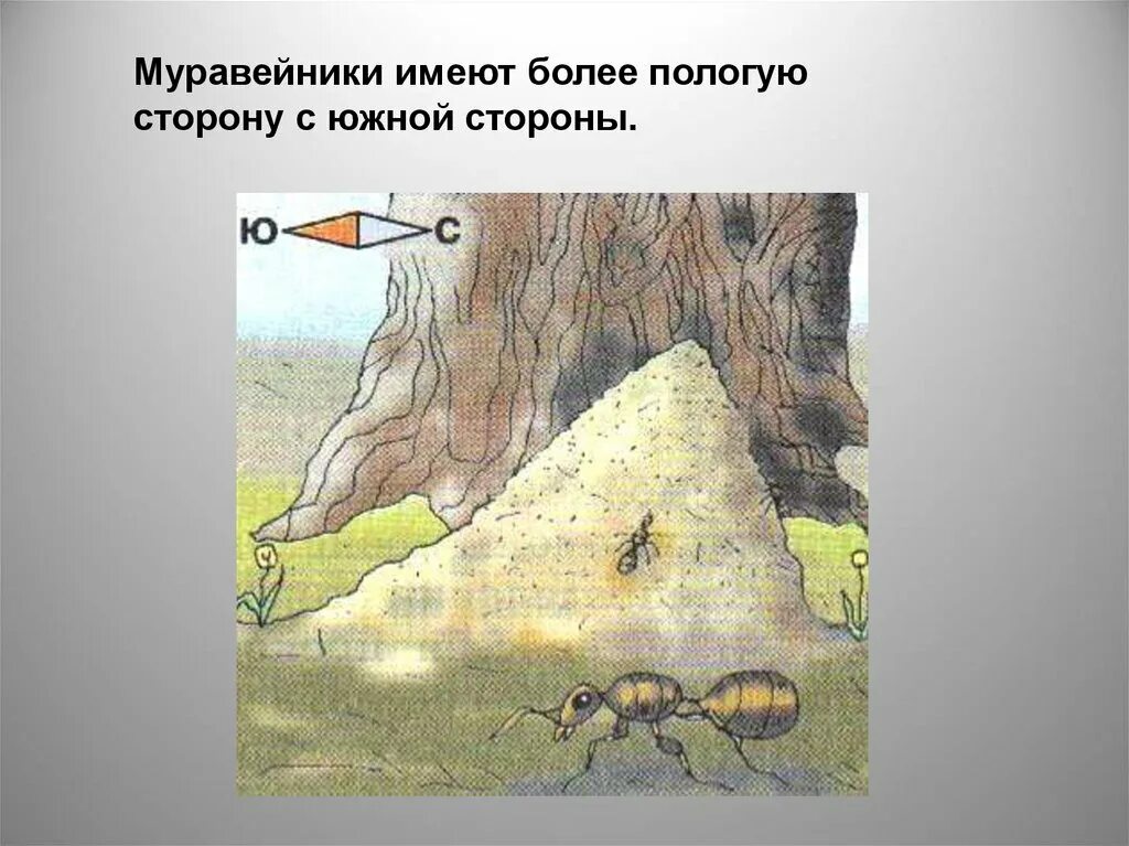 Природные признаки сторон света. Ориентирование на местности в лесу. Ориентиры на местности в лесу. Ориентирование на местности по лесу. Ориентирование по местным природным признакам.